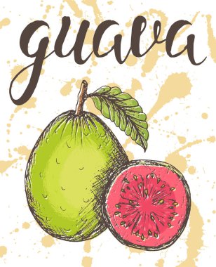 Vektör illüstrasyonu, suluboya spreylere yazılmış el çizimi guava.