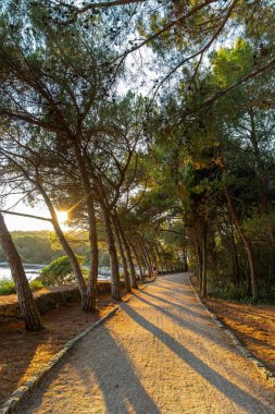 Gün batımında kıvrımlı kıyı ormanı yolu. Altın güneş ışığı, uzun ağaç gölgelerini deniz kenarındaki dolambaçlı bir orman patikasının üzerine salıyor. Huzurlu bir şekilde ilerleyen bir insan var..