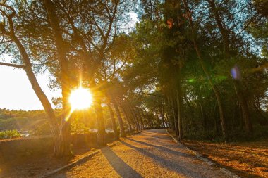 Altın saatinde güneş ışığıyla kaplı orman yolu. Çam ağaçlarının arasından parlayan güneş ışığı altın saat boyunca sessiz bir orman patikası boyunca uzun gölgeler ve huzurlu bir atmosfer yaratır.