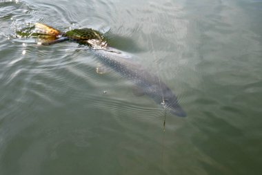 Balık tutma. Kancaya pike. Sudan çıkmış balık çekerek.