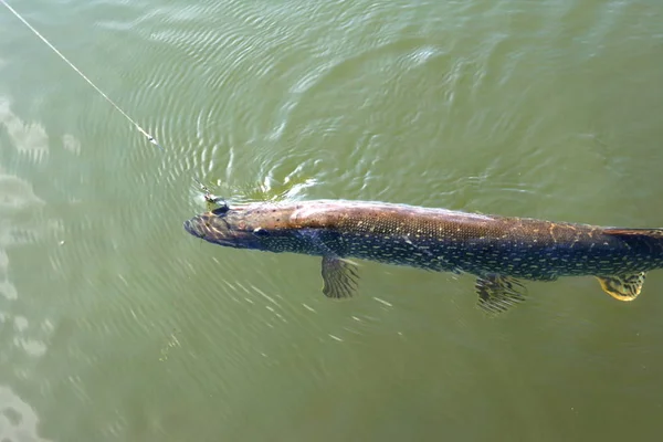 Rybaření Jezeře Pike Chytil Lžíci Druhy Ryb Vodě — Stock fotografie