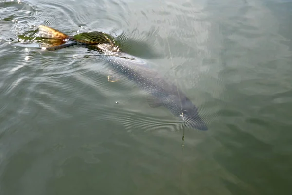 Fischerei. Hecht am Haken. Fische aus dem Wasser ziehen. — Stockfoto