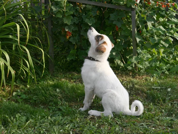 Piccolo Cacciatore Cucciolo Passeggiata Buona Infanzia — Foto Stock