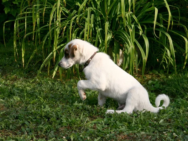 小さなハンター 子犬の散歩に 幸せな子供時代 — ストック写真