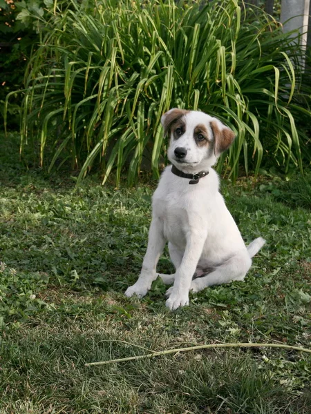 小さなハンター 子犬の散歩に 幸せな子供時代 — ストック写真