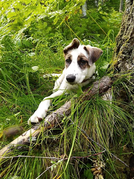 Little puppy in the woods.