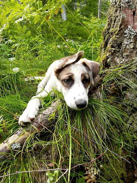 Kleine pup in het bos. — Stockfoto
