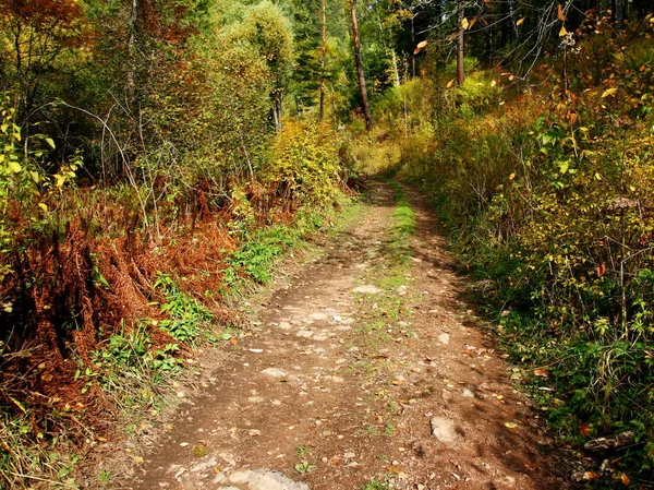 Camino de tierra en el bosque salvaje de otoño . —  Fotos de Stock