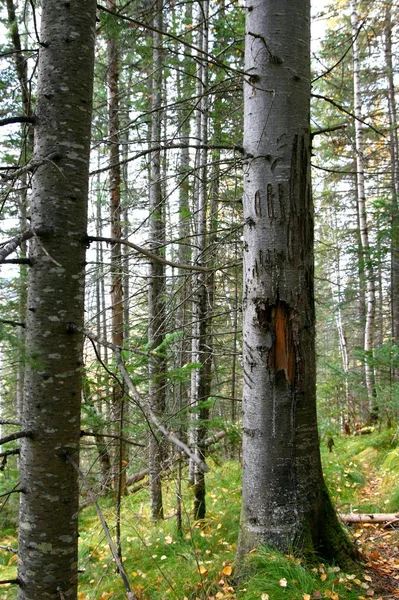 Marca de garra de oso en el árbol — Foto de Stock