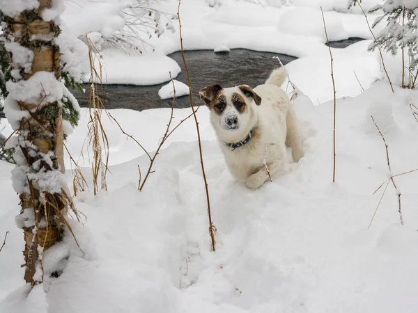 Ein junger Hund im verschneiten Wald. — Stockfoto