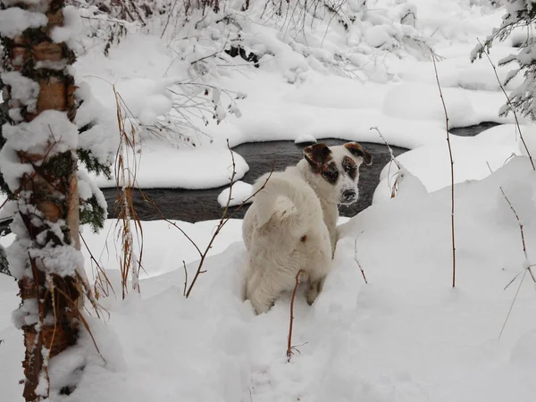 Ein junger Hund im verschneiten Wald. — Stockfoto