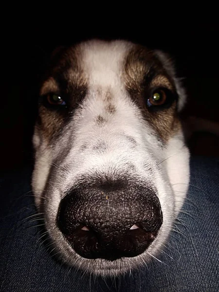 Dog nose close-up. — Stock Photo, Image