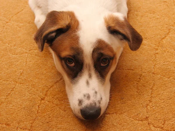 Young dog lying on the carpet. — Stock Photo, Image