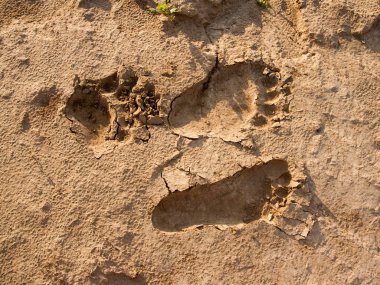 Bear tracks in the sand. clipart