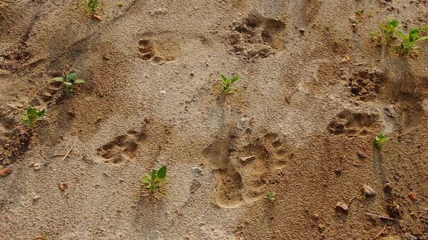 Медвежьи следы в песке. — стоковое фото
