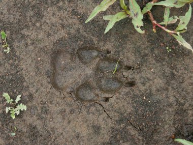 The lone trail of a wolf on earth. clipart
