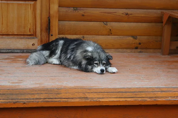 Grå lurvig hund liggande på verandan. — Stockfoto