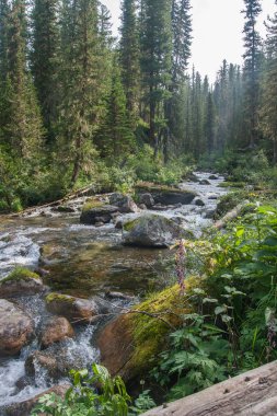 Vahşi ormanlar arasında hızlı dağ nehri.