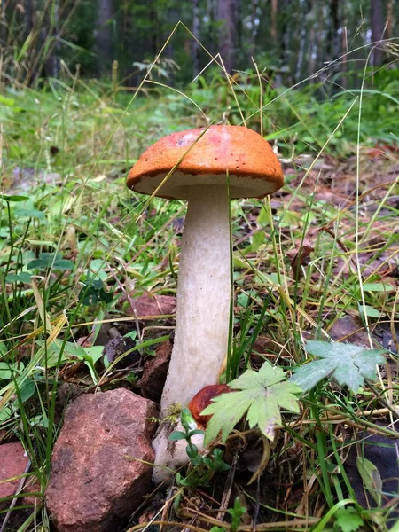 Fungo di Aspen nella foresta . — Foto Stock