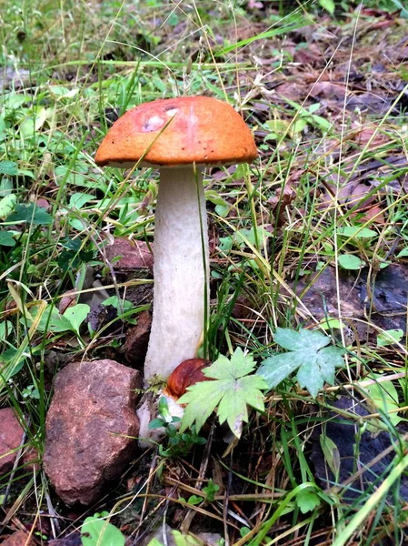 Fungo di Aspen nella foresta . — Foto Stock