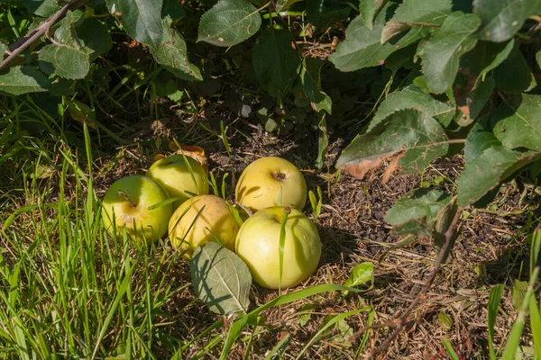 Manzanas verdes yacen en el suelo bajo un árbol . —  Fotos de Stock