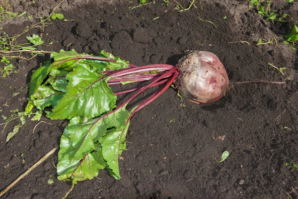 Beet fruit in the garden.