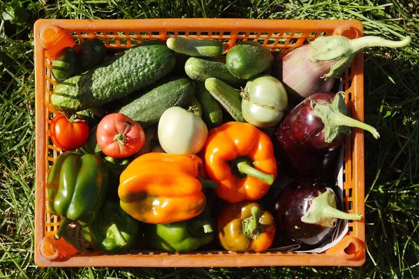 The basket is full of different vegetables. ストック画像