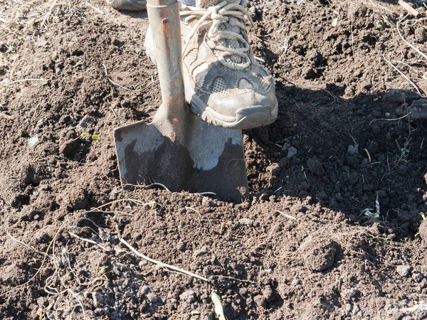 Un homme creuse le sol dans le jardin. Image En Vente