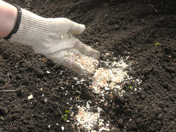 달걀 껍질로 토양을 비옥하게 하는 일. — 스톡 사진