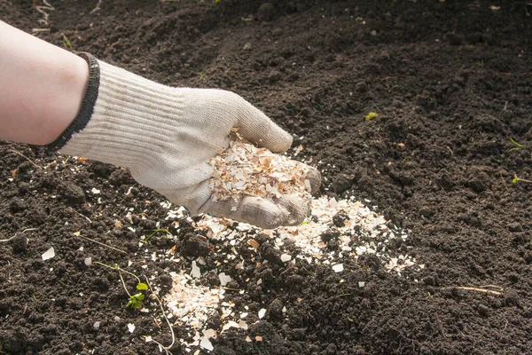 A talaj megtermékenyítése tojáshéjjal. — Stock Fotó