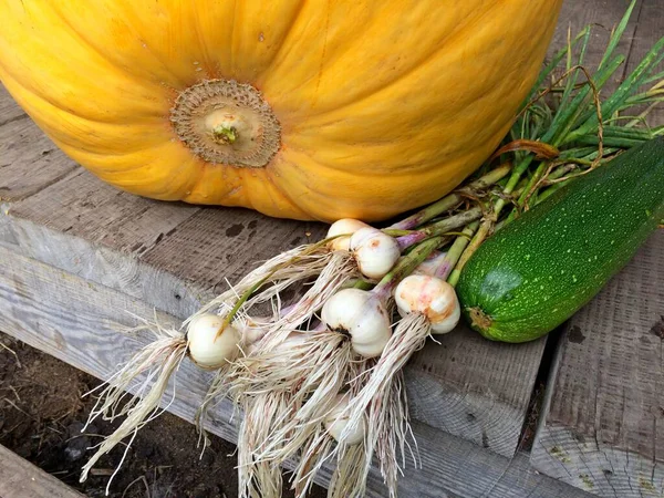 Nature morte des légumes d'automne dans le jardin : citrouille, ail, courgettes. — Photo