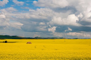 Yaz manzarası. Sarı tarla kolza bulandı..