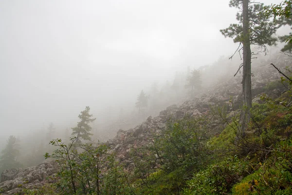 Berglandschaft. Massiver Nebel in den bewaldeten Bergen. — Stockfoto