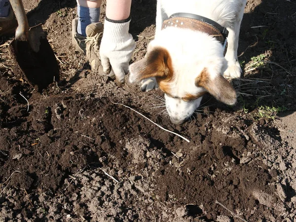 Hunden gräver marken och fångar gnagare. — Stockfoto