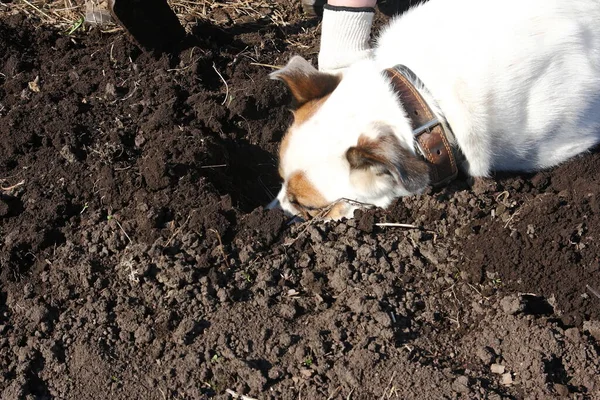 Hunden gräver marken och fångar gnagare. — Stockfoto