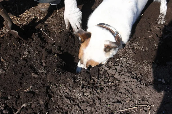 Hunden gräver marken och fångar gnagare. — Stockfoto