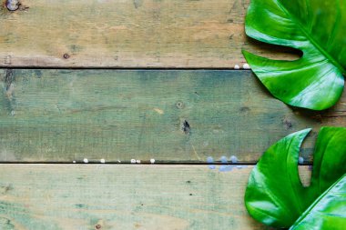 Tropikal monstera ahşap arka plan düz lay üzerinde bırakır