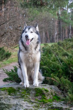 Sibiryalı bir kurt, huzurlu bir orman ortamında yosunlu bir kayaya tünemiş güneşin sıcaklığının tadını çıkarırken merakla bakar..