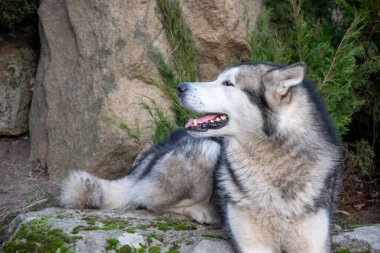 Alaska 'da güneşli bir günde yeşil ve kayalıklarla çevrili yosunlu bir kayanın üzerinde büyük bir Malamute rahatlar..