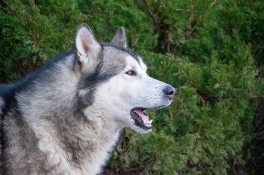 Görkemli bir kurt, yoğun yeşilliğin önünde gururla duruyor çarpıcı özelliklerini ve özenli ifadesini sergiliyor..