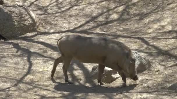 African warthog family in the wildlife — Stock Video