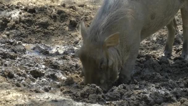 Vårtsvin med näsa för att gräva i afrikanska savannen. — Stockvideo