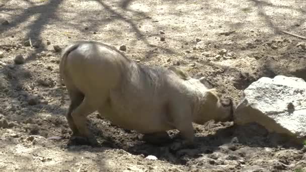Porco selvagem africano - Warthog — Vídeo de Stock