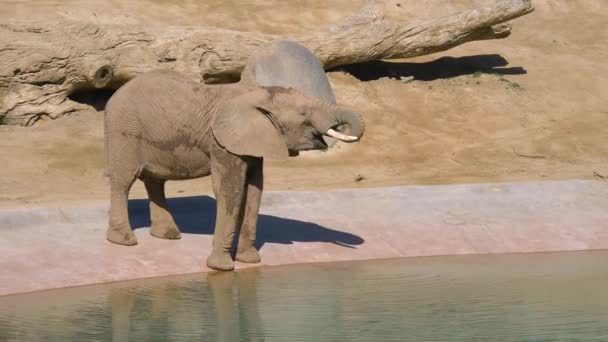 L'éléphant boit de l'eau au point d'eau — Video