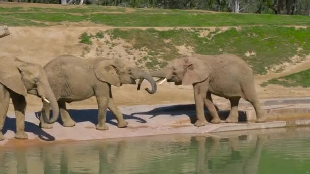 Les jeunes éléphants jouent près d'un abreuvoir — Video