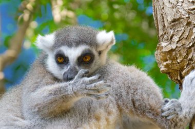 Lemur onun pençe yalıyor. Halka kuyruklu maki kadar yakın. Lemur catta doğal Habitat.