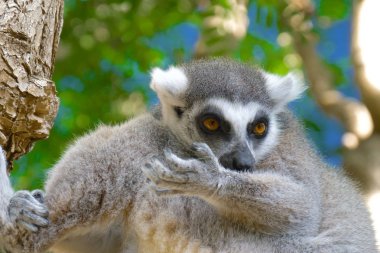 Lemur onun pençe yalıyor. Halka kuyruklu maki kadar yakın. Lemur catta doğal Habitat.