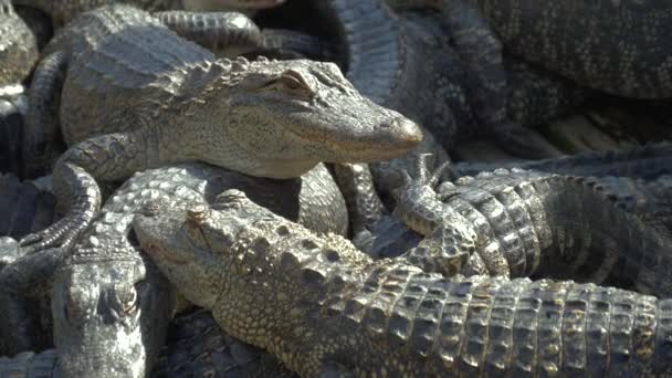 Alligators breeding farm. — Stock Video