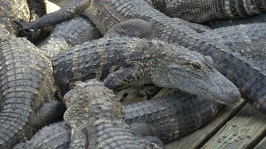 Aligators kızgın arka plan bir sürü Timsah Çiftliği