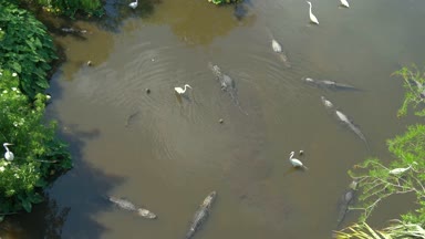 Timsahlar Florida, aeril görünümü bir bataklıkta.